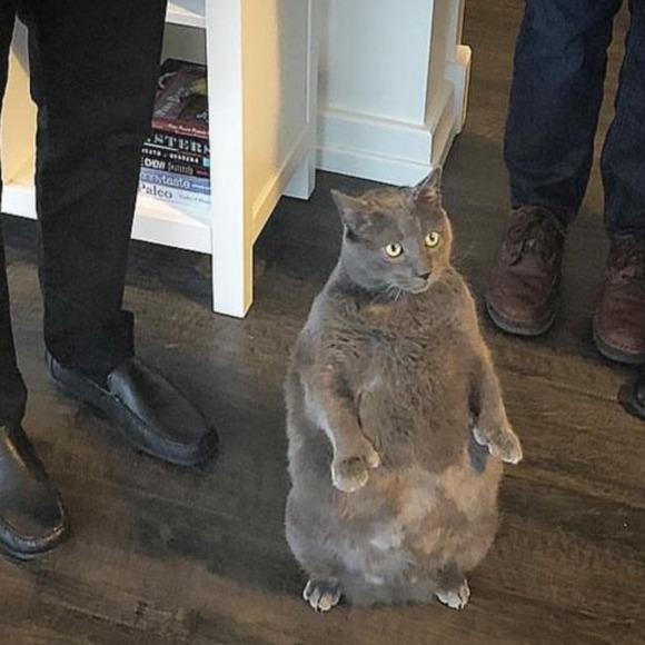 Meet your Posher, Pappy - Picture 1 of 1